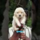 Cute Puppies | Shihtzu | Quality 💯 | 7561020710 #millionviews #pets
