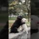 Cute Puppies Will Melt Your Heart #puppy #cute #dog #funny #viral #shorts
