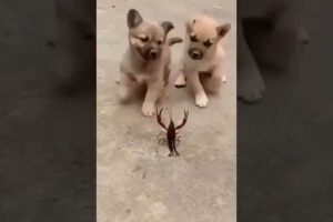 Cute Puppies playing 🐕😍🦂#cute #puppy #funny #shorts