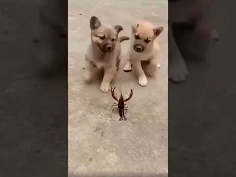Cute Puppies playing 🐕😍🦂#cute #puppy #funny #shorts