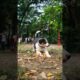 Cute Puppy Playing Around Funny Video #puppy #funny #dog #shorts