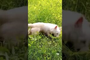 Cute dog playing in grass #shorts #dogshorts