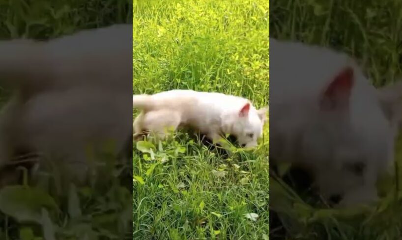 Cute dog playing in grass #shorts #dogshorts