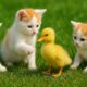 Cute kitten playing with ducking on the grass, cat video with farm animal, Kitten meowing