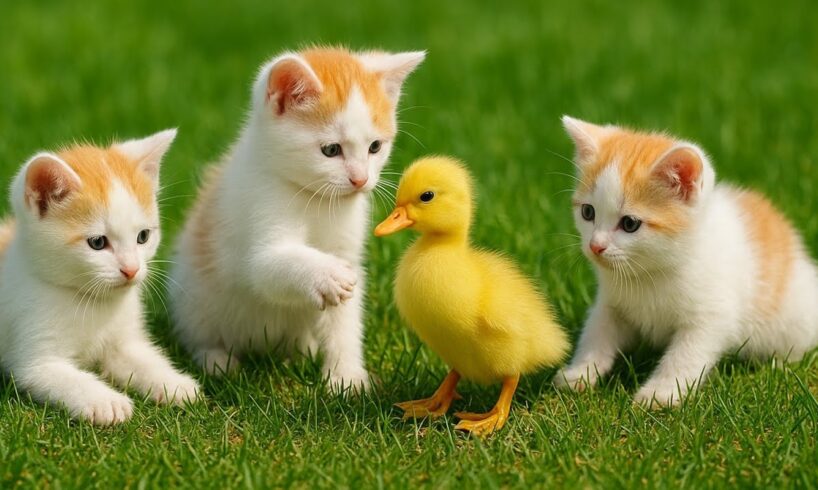 Cute kitten playing with ducking on the grass, cat video with farm animal, Kitten meowing