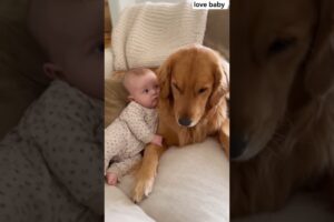 Cute puppies and babies #goldenretriever #dog #pets #animals #puppies #puppy #funny