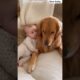 Cute puppies and babies #goldenretriever #dog #pets #animals #puppies #puppy #funny