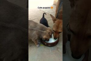 Cute puppies are hungry🥰 #dogs #help #shorts