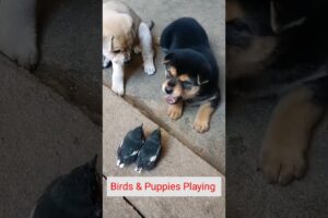 Cute puppies playing with lovely birds #puppy #birds #shorts