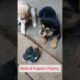 Cute puppies playing with lovely birds #puppy #birds #shorts