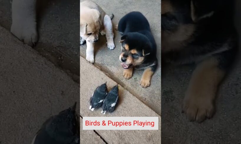Cute puppies playing with lovely birds #puppy #birds #shorts