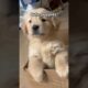 Cute puppies 😘💔 #puppies #pets #trending #puppy #cutepuppy #viral #1million #shorts #viralvideo