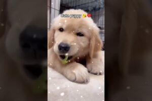 Cute puppies 😘💔 #shorts #trending #viral #puppies #cute #puppy #pets #1million #puppylove #dogshorts