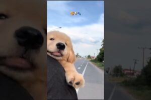 Cute puppies 🐶🥰😙🐾#shorts #viral #cute #puppy #dog