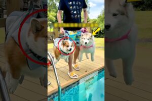 Cute puppies swim #shorts