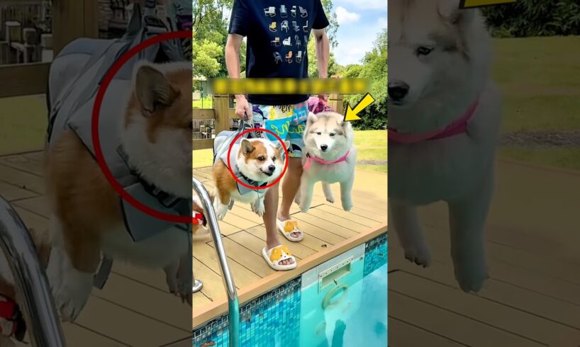 Cute puppies swim #shorts