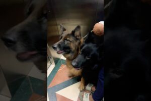 Cute puppies#puppy #puppies #dog #pets #germanshepherd #cute #babydog #youtubeshorts #viral #shorts