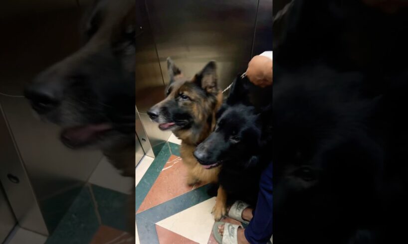 Cute puppies#puppy #puppies #dog #pets #germanshepherd #cute #babydog #youtubeshorts #viral #shorts