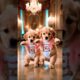 Cutest Puppies Dance #cute #shorts