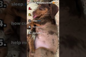 Cutest Puppies Ever 🥹😍