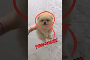 Cutest Puppies Ever! #shorts #shortsfeed  #cutepuppies  #puppymoments  #fyp  #DogLovers #cutedog