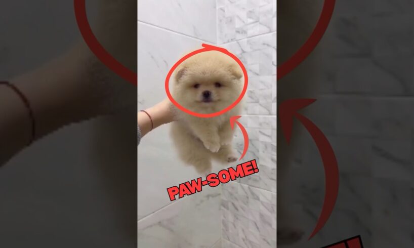 Cutest Puppies Ever! #shorts #shortsfeed  #cutepuppies  #puppymoments  #fyp  #DogLovers #cutedog