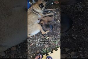 Cutest Puppies Nursing with Their Mom #dogvideos #puppies  #puppy #funnyvideo #funvideo