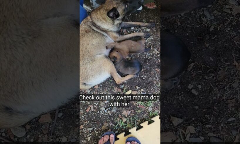 Cutest Puppies Nursing with Their Mom #dogvideos #puppies  #puppy #funnyvideo #funvideo