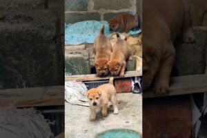 Cutest Puppies Playing Ever! #cute #puppy #youtubeshorts