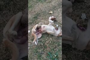 Cutest Puppies Playing With Her Funny Mom 🐕🤣 FUNNIEST Dogs Videos 2025 #3d