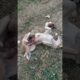 Cutest Puppies Playing With Her Funny Mom 🐕🤣 FUNNIEST Dogs Videos 2025 #3d