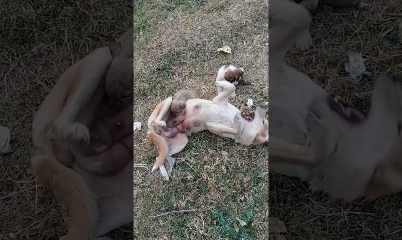 Cutest Puppies Playing With Her Funny Mom 🐕🤣 FUNNIEST Dogs Videos 2025 #3d