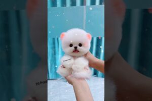 Cutest Puppies in the World 😍 | Cute Dog Funny Videos | Dog Comedy Shorts #funny #cute #dogs #viral