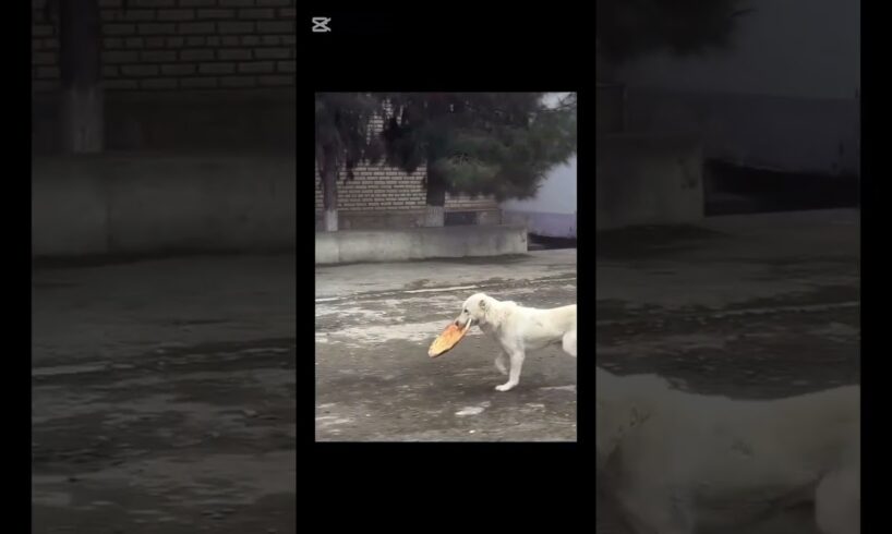 🔥💥“Cutest Puppies in the World 🐶💖 | Try Not To Smile Challenge!”💋 Subscribe and leki 😆