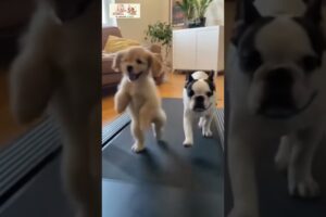 Cutest Puppies 😂💕 #short #cutestfriends #happybaby #toocute #funny #pets #baby #puppies