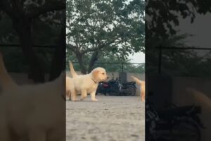 Cutest Puppies 🐶 #shorts #Funny #puppy #trending