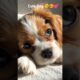 Cutest Puppy Eyes! 😍🐶 #shorts