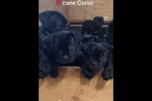 Cutest puppies #canecorso #trending #recommended #viralvideo #popular
