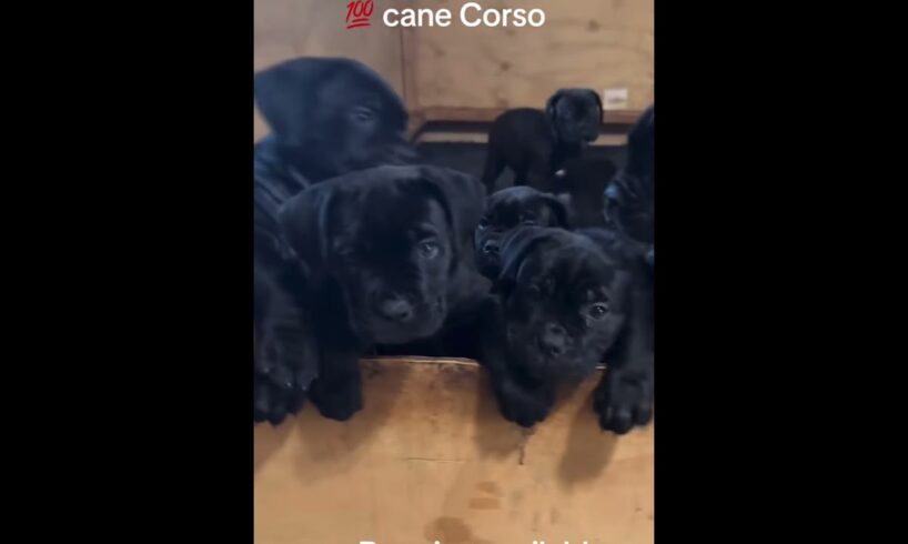 Cutest puppies #canecorso #trending #recommended #viralvideo #popular