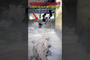 DANGEROUS RESCUE‼️ Huge CROCODILE ATTACK🐊 #crocodile #amazing