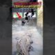 DANGEROUS RESCUE‼️ Huge CROCODILE ATTACK🐊 #crocodile #amazing