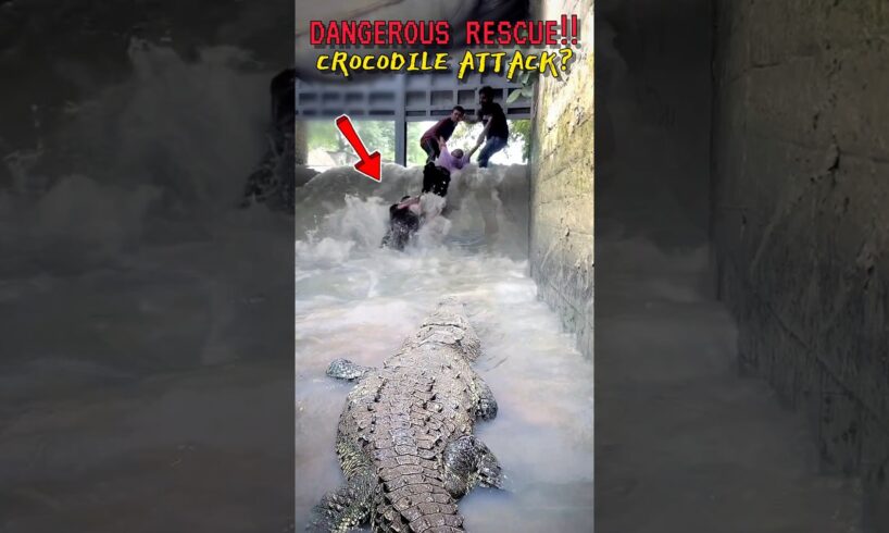 DANGEROUS RESCUE‼️ Huge CROCODILE ATTACK🐊 #crocodile #amazing