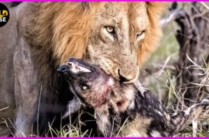 DEADLIEST Moments When Male Lions Mercilessly Attack Their Prey | Animal Fights