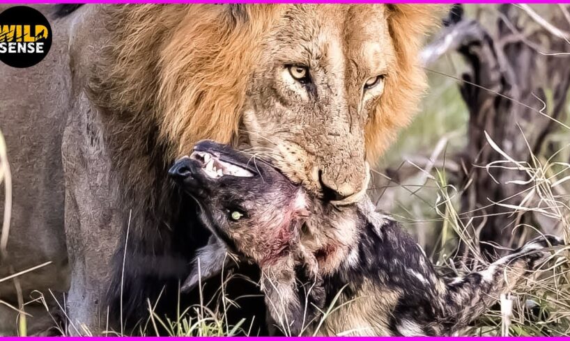 DEADLIEST Moments When Male Lions Mercilessly Attack Their Prey | Animal Fights