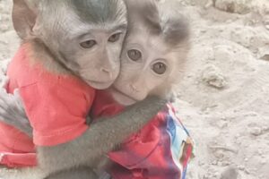 Day to play and drinking milk – Love day with animals, playing, a bath and run around here, eating