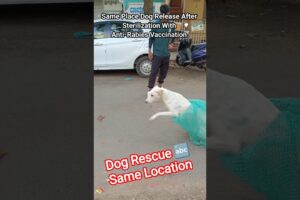 Dog Releasing Same Palace #release​ #dog​ #dogwithpublicsafety​ #pets​ #ytshorts​ #rescue​