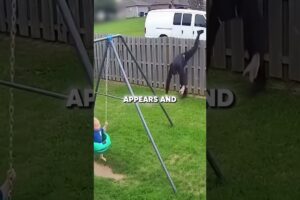 Dog Rescues Baby From Kidnapper!