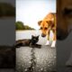 Dog Saves Dying Cat on a Lonely Road | Heart-Touching Animal Rescue Story 🐾