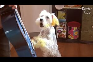 Dog Stopped His Owner Playing Guitar To Propose To His GF For 3 Years | Kritter Klub