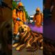Dog got covered with centipedes save by kind rescue team! #humanity #dog #animals